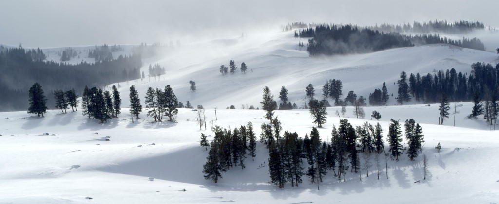 With temperatures that usually hover around zero (Fahrenheit) and an average of 150 inches of snow, Yellowstone poses a forbidding winter environment. Many animals head toward warmer climes, or wait out the harsh winter months in the warmth of burrows. Some however, have adapted to survive the Park’s brutal cold. Here are some of the most prominent, and the adaptations they’ve made to face a winter in Yellowstone.  