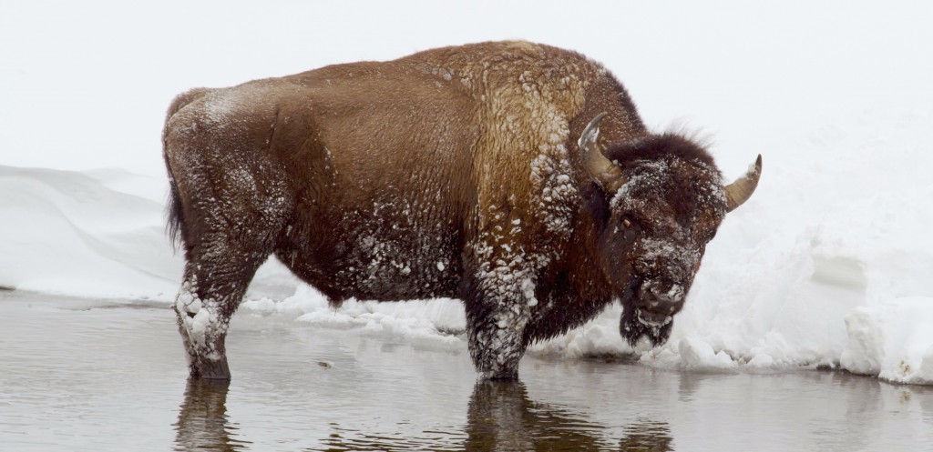 During the winter, bison use their wide heads like shovels, batting snow out of the way to get to the grass beneath. Their muscular humps act as counterweights, giving the buffalo even more leverage against deeply packed snow. A bison’s keen nose can detect grass buried under as much as a meter of snow. As highly social animals, bison will stay close to their herd all winter, surviving together. 