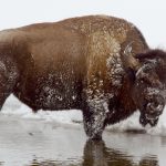 Bison in Yellowstone National Park, Winter 2014