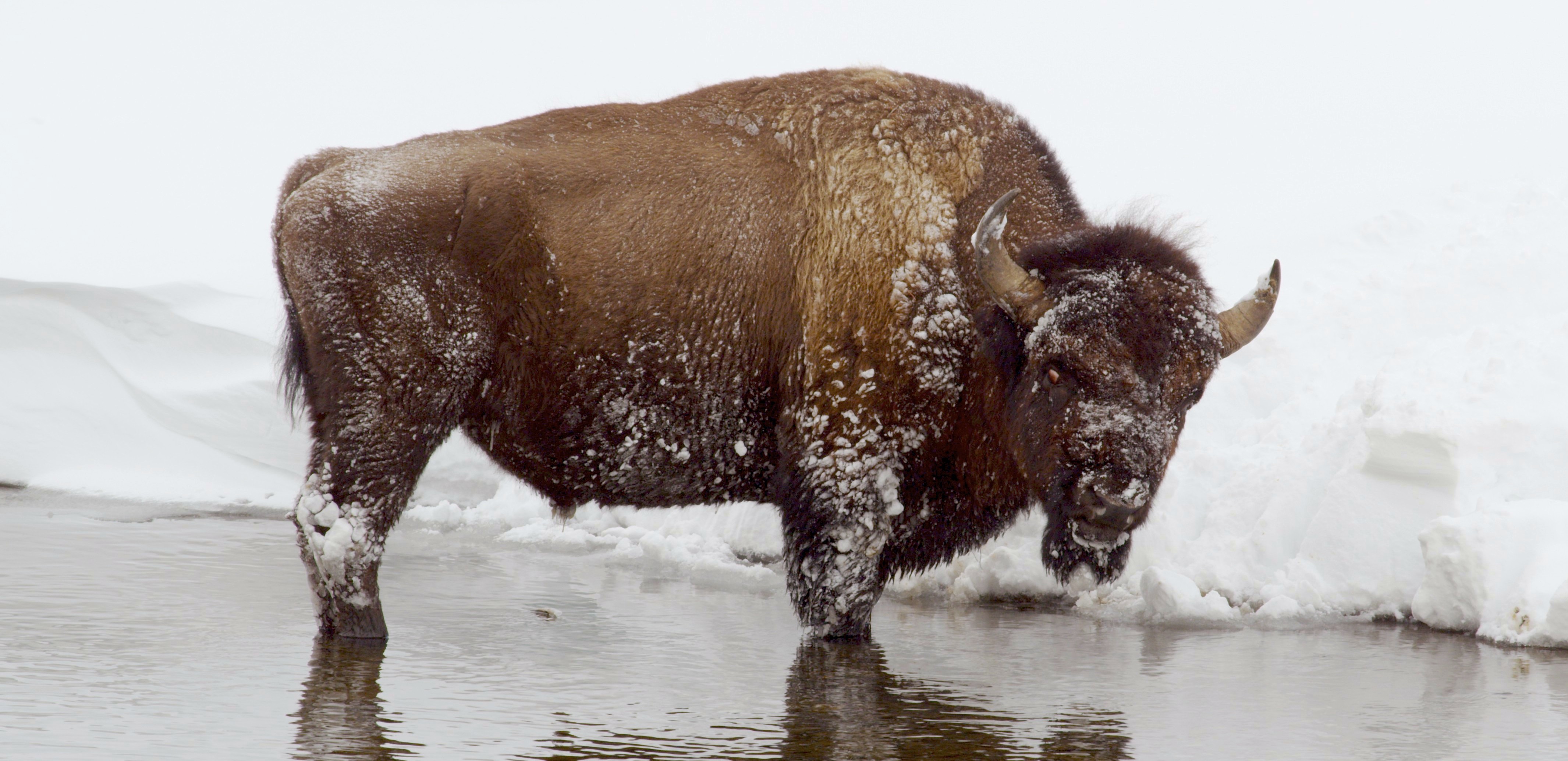 Bison in Yellowstone National Park, Winter 2014