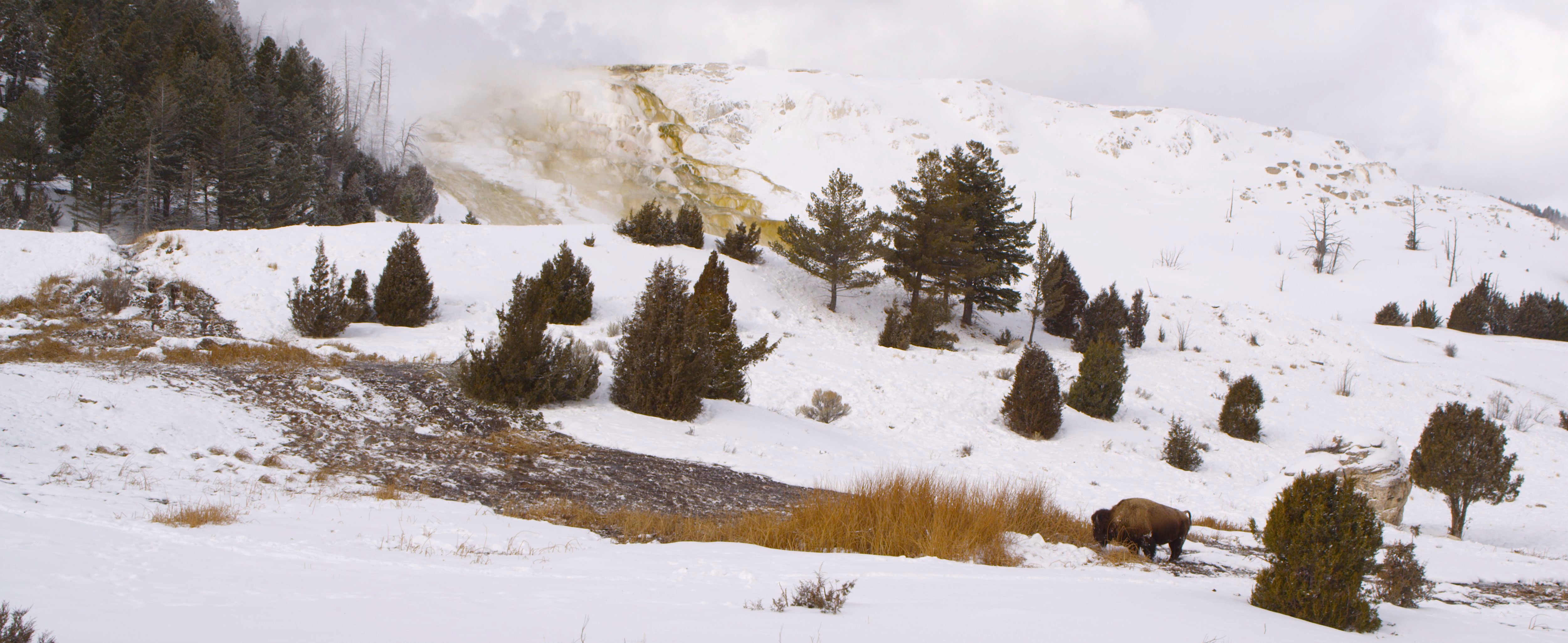 Yellowstone National Park, Winter 2014