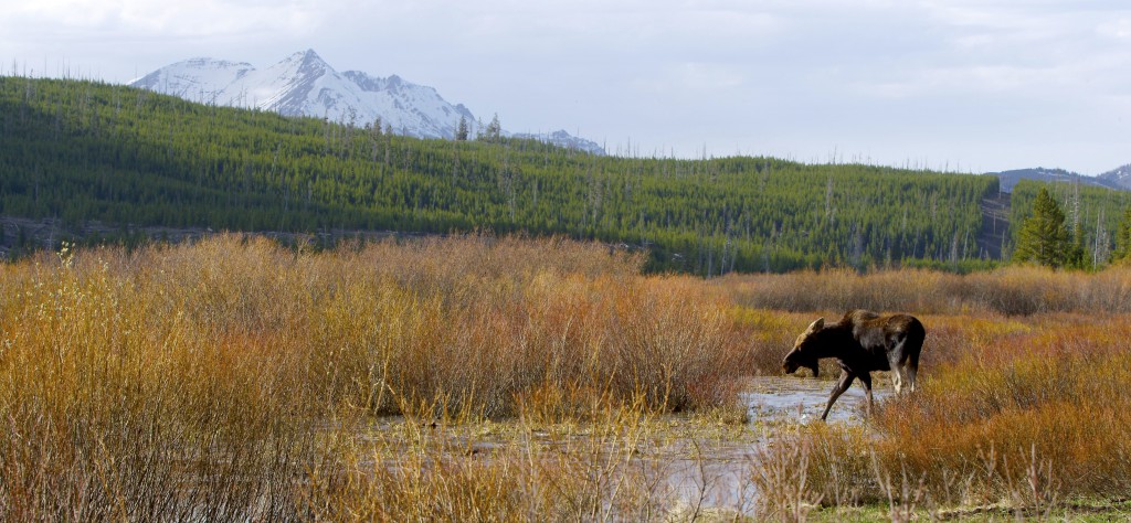 Moose, YNP (3)