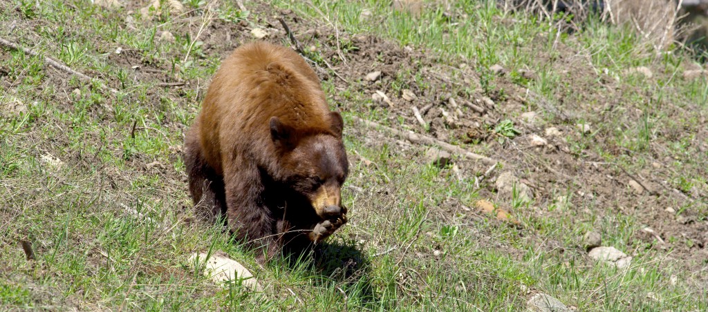 Bear, YNP (5)