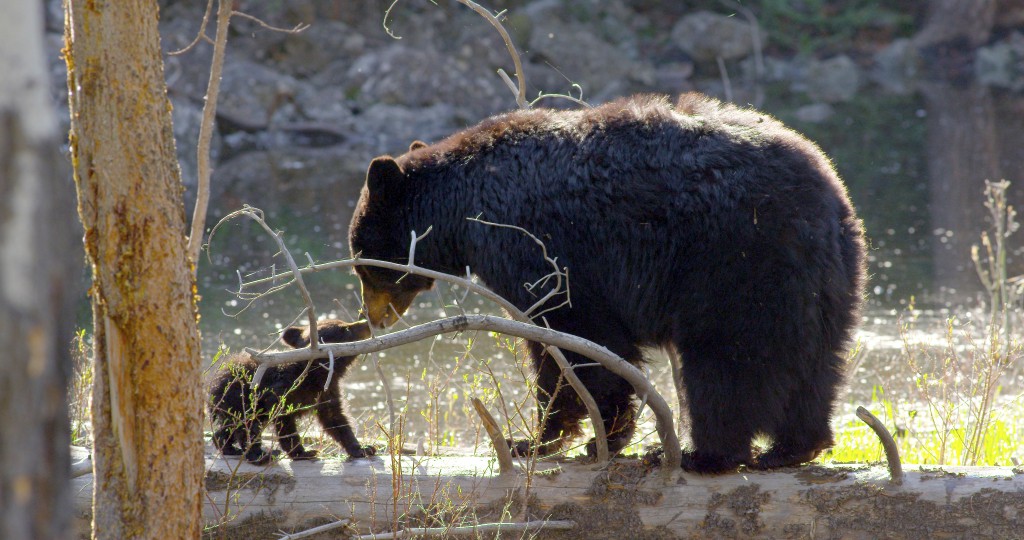 Sow and cub, YNP 