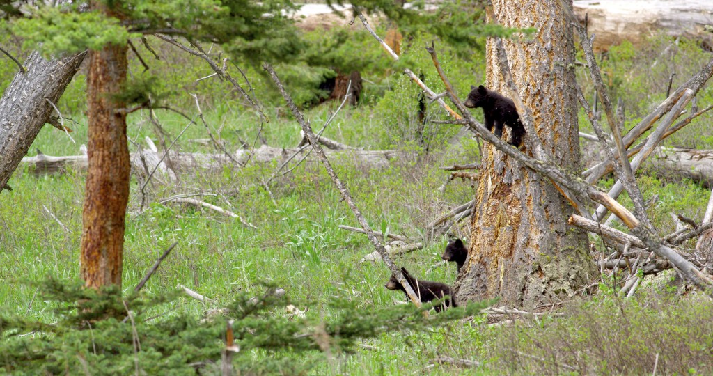 Acrobatic bear cubs, YNP (3)