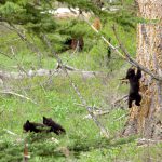three bear cubs, Yellowstone National Park, Spring 2014