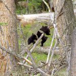 three bear cubs, Yellowstone National Park, Spring 2014