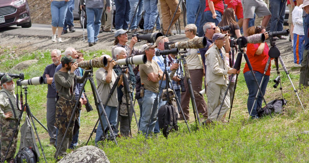 Where one wildlife watcher stops, many more are sure to follow. While videographer Mike Dreesman drove through the park during this trip, he "got fooled a couple of times by big crowds. A large crowd doesn't always guarantee bears or wolves."