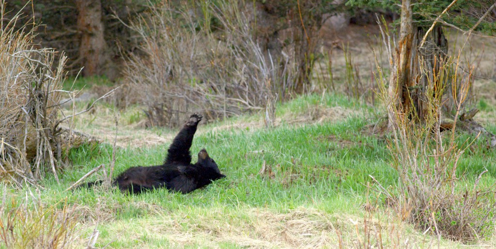 A lethargic black bear lazily examines her paws. "When you're filming wildlife you're looking for those moments where they do something, you know, something. And that was sort of different."