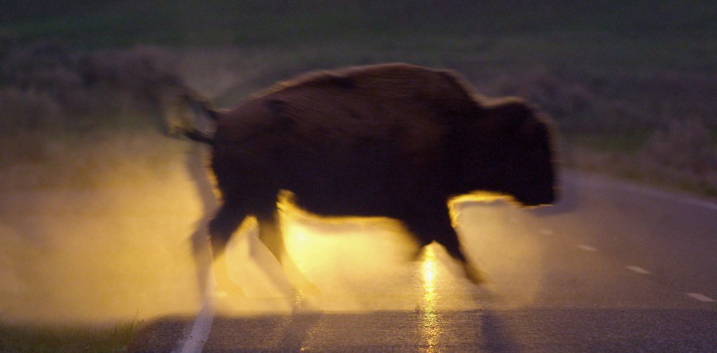 "It's almost too dark to film...and all of the animals come to life."