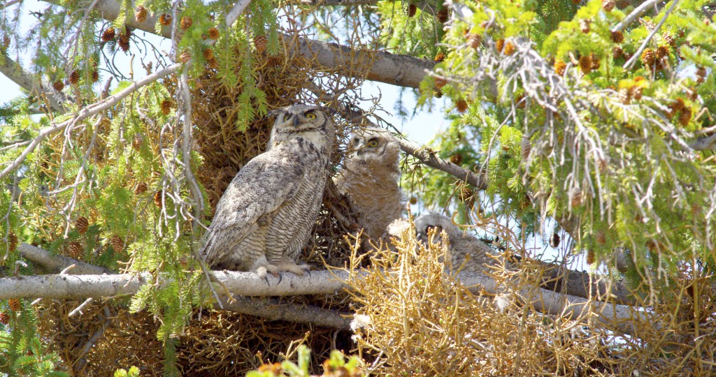 Adult and juvenile Great Horned owls, YNP (2)