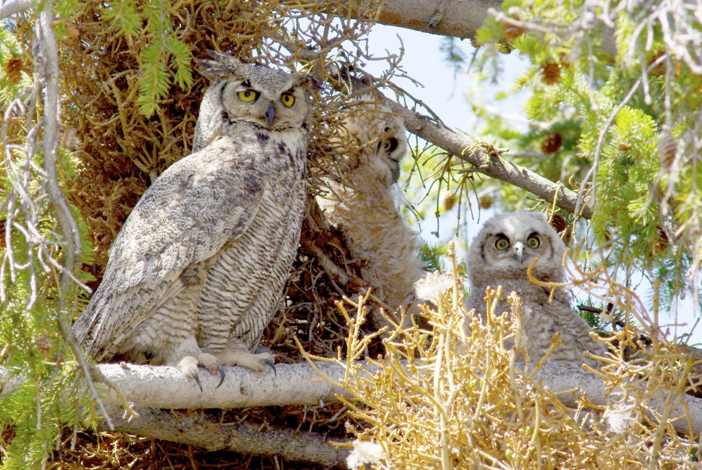 Adult and juvenile Great Horned owls, YNP