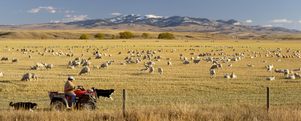 A flock of sheep near Dillon.