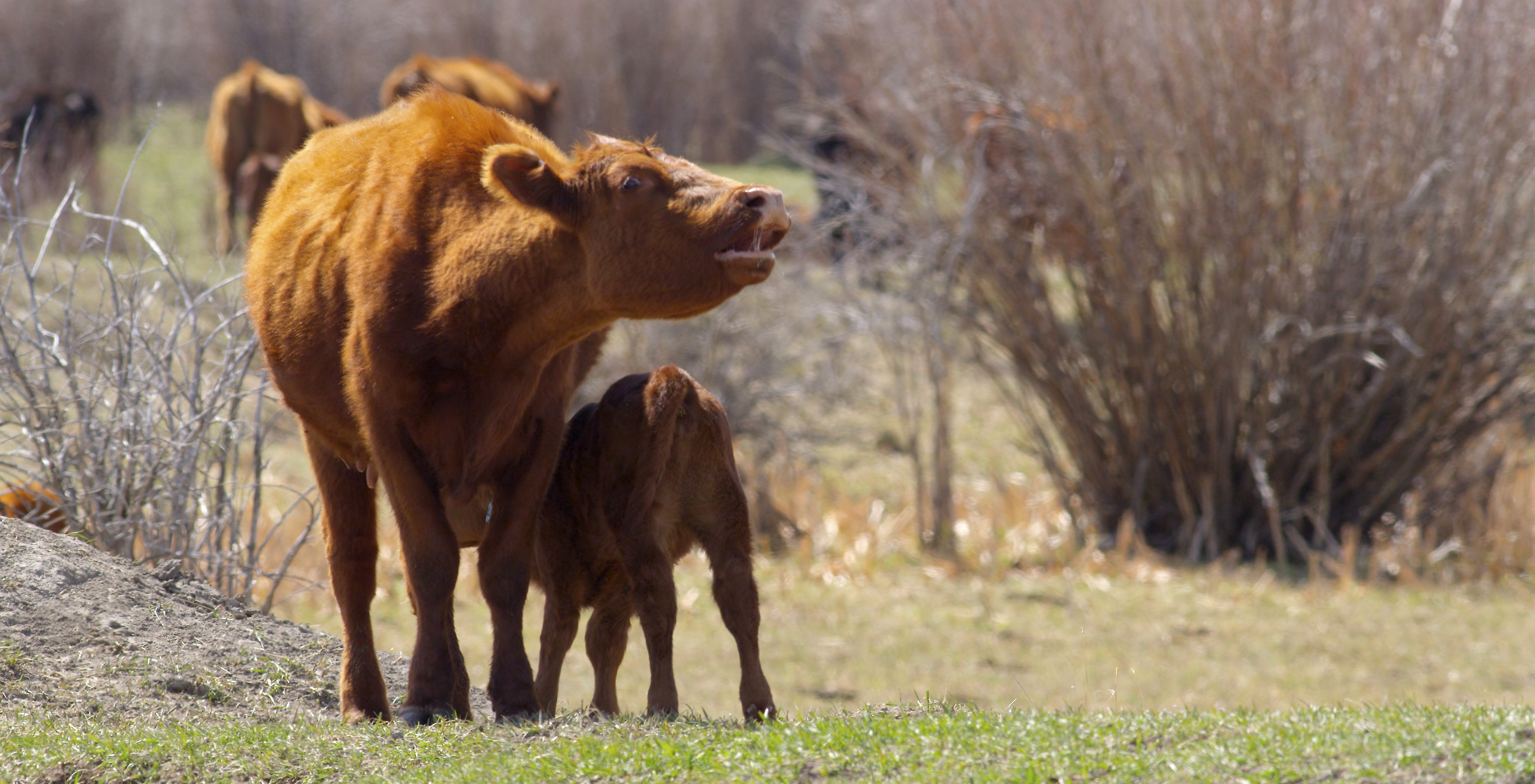 Cow and Calf