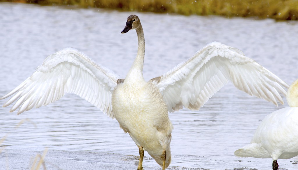 Trumpeter Swan, wings spread, standing tall.