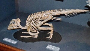 Maiasaura Skeleton