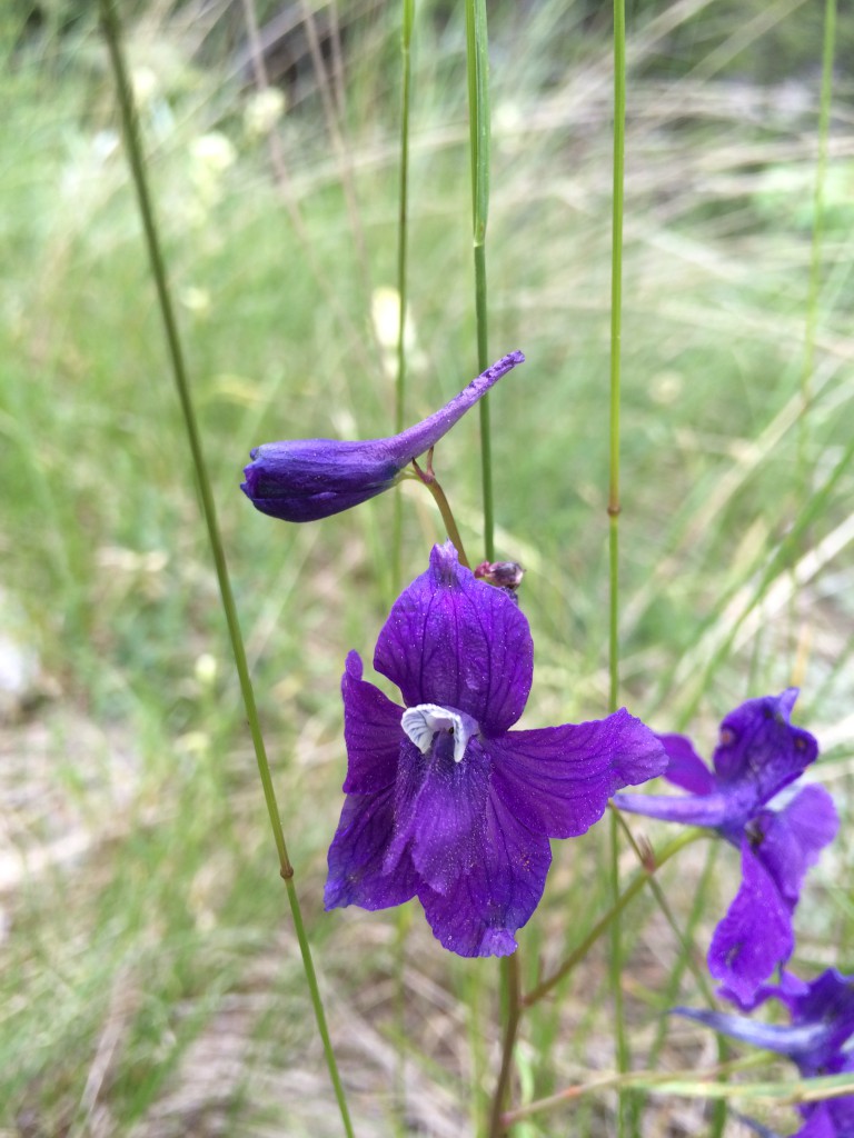 Larkspur