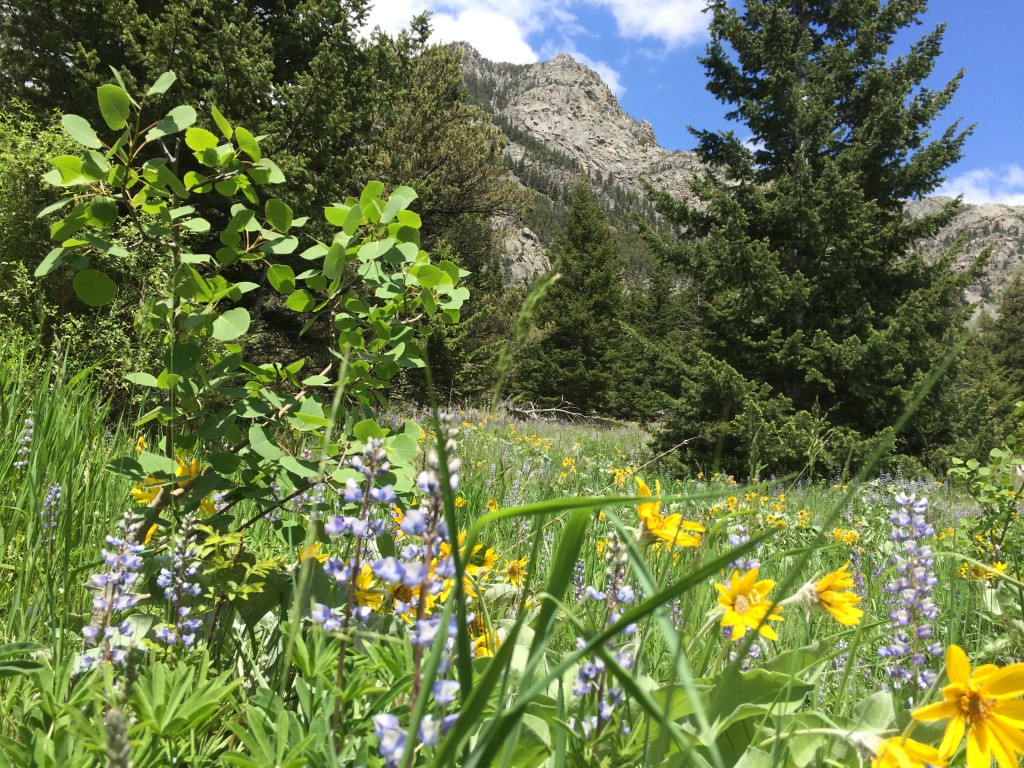 Wildflower Meadow