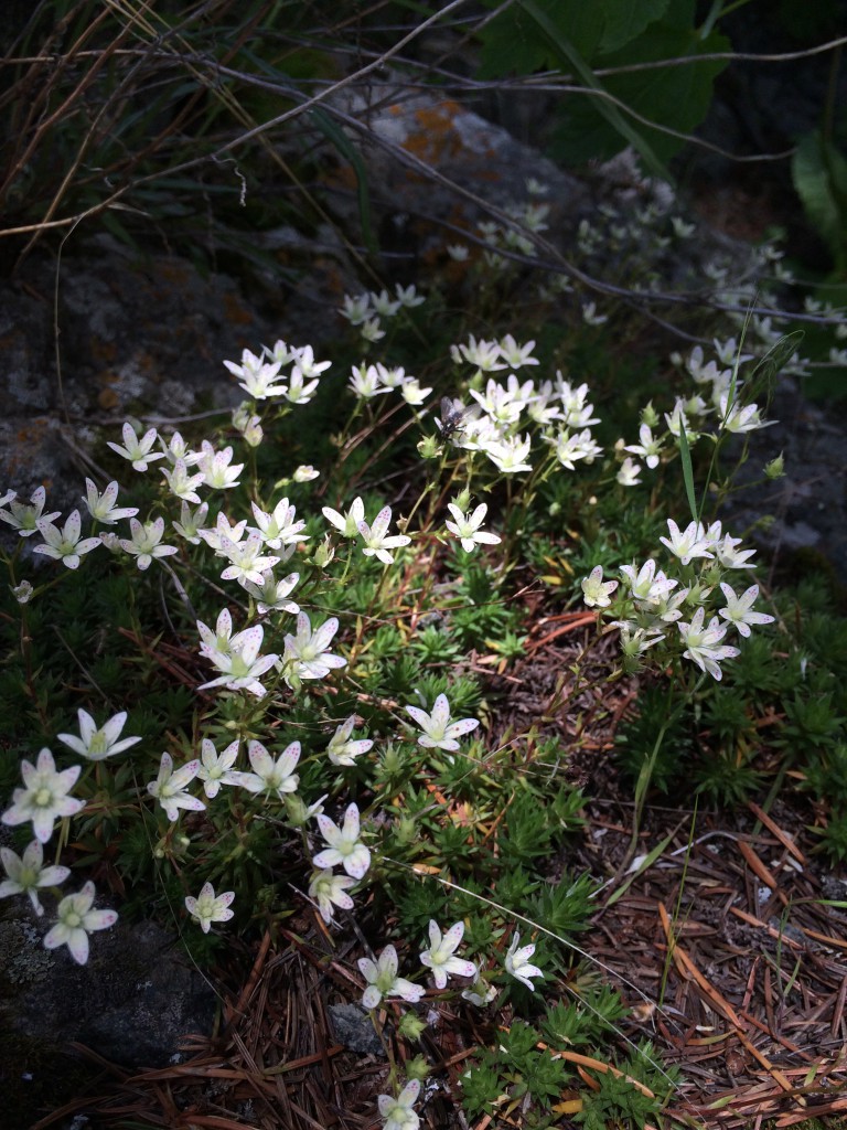 Wildflower Spotlight