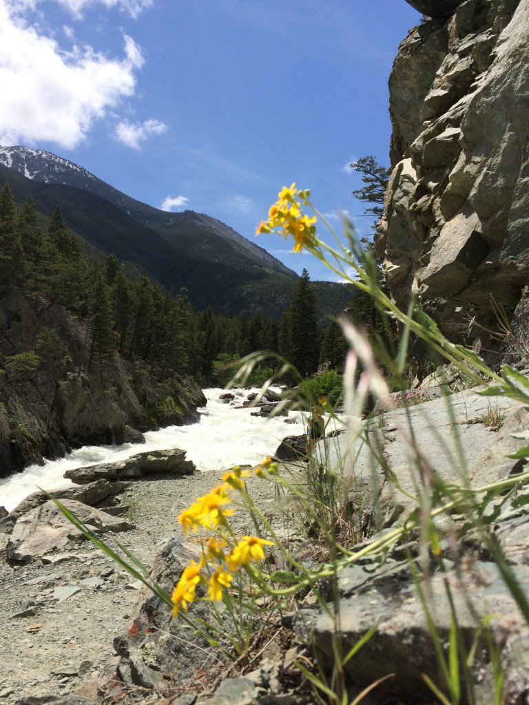 Wildflower Trail